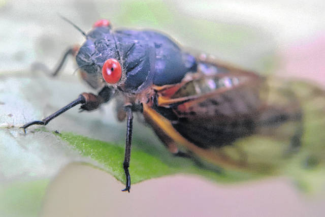 A periodical cicadas in the area clings to a leaf in Zelienople, Pa. The insects will come out of the ground once the temperature reaches optimum, then climb into trees and make a droning sound to attract mates to breed. Their activity will peak between mid-May and mid-June, and then die off about four weeks after first emerging.
AP file photo